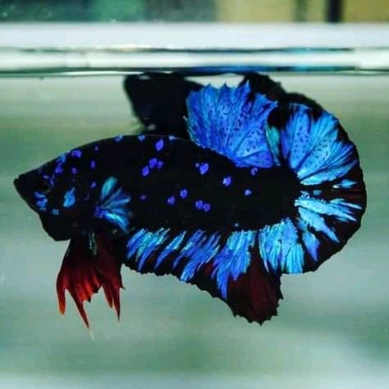 Ikan Cupang Avatar bahanan