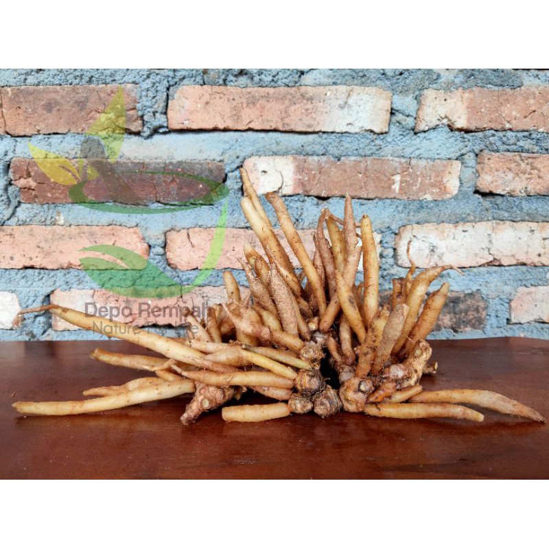 

Temu Kunci / Kunci (Fingerroot) 1 Kg - 250 Gram Segar