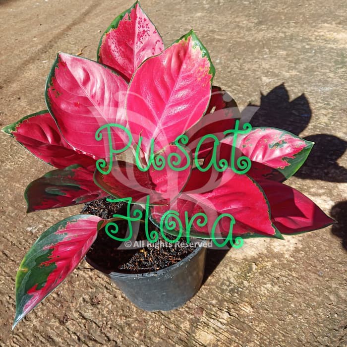 tanaman hias spesial aglonema red suksom jaipong