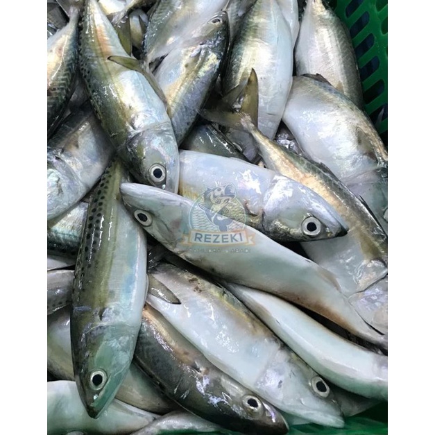 

ikan kembung segar di jual / kg frees di Warunk Juni
