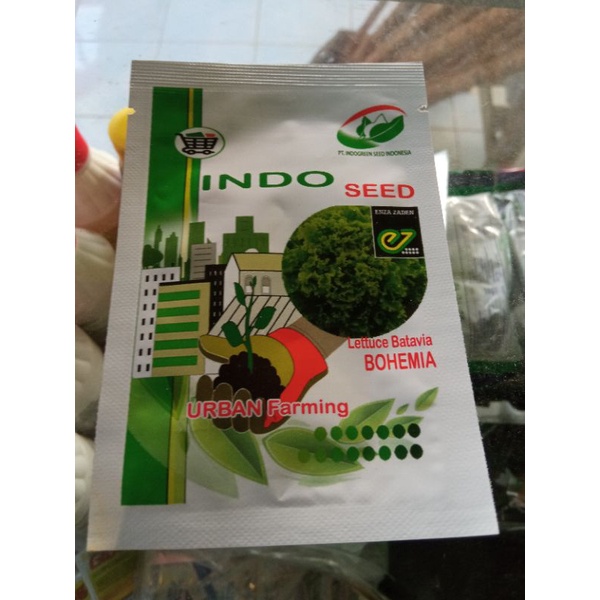 BENIH SELADA BOHEMIA BATAVIA LETTUCE INDOSEED