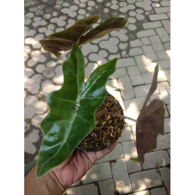 Alocasia amazon