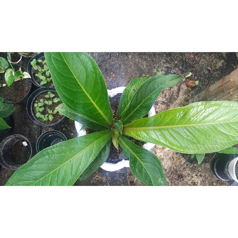 jemani tanduk batang merah 2 pohon