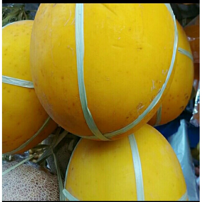 

Melon golden 1 buah