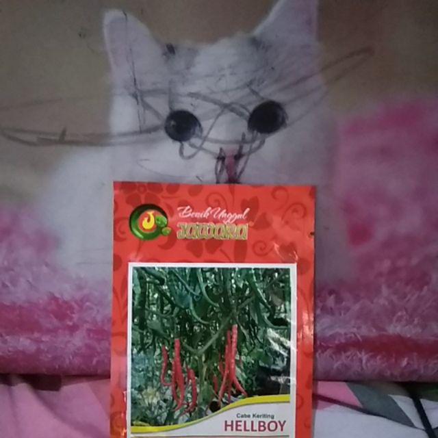Bibit Cabe Keriting Hellboy Isi 5 Gram | Benih Cabe | Bibit Cabai Keriting | Bibit Unggul