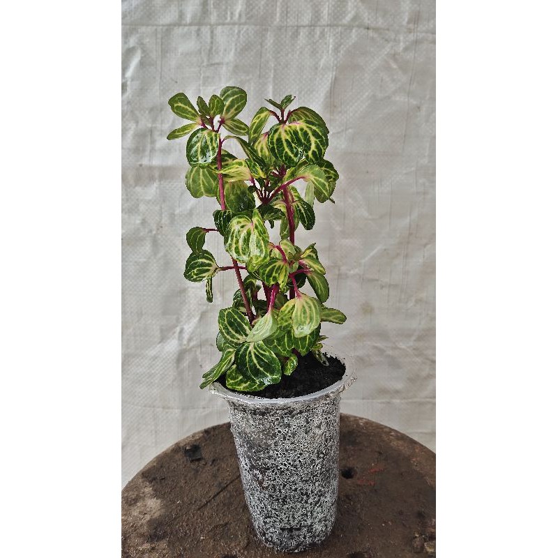 bayam hias krokot batang merah