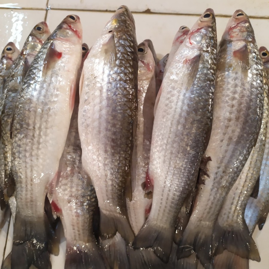 

Ikan Blanak Segar