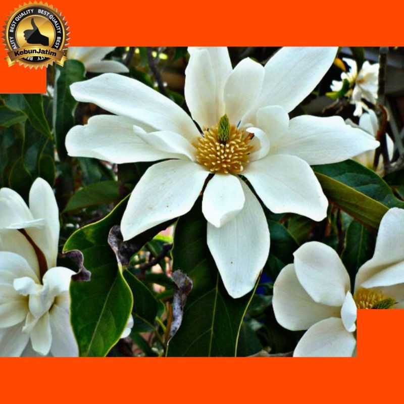 Tanaman bunga cempaka mulya kusuma