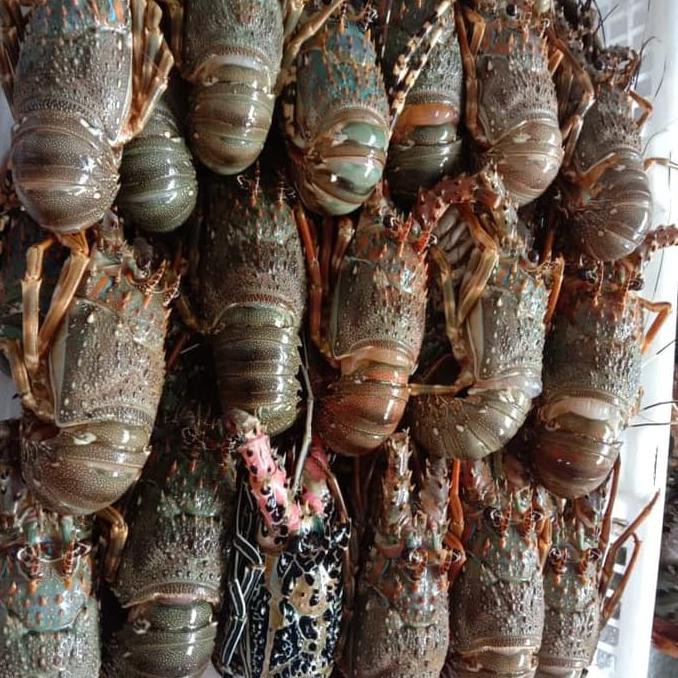 

Terlaris! Lobster Beku Frozen Fresh Size 200/300( 1Kg Isi 5 )