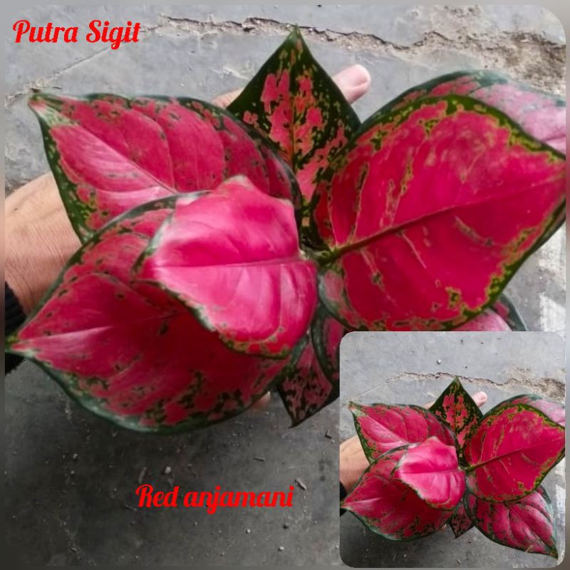 aglonema red anjamani jumbo