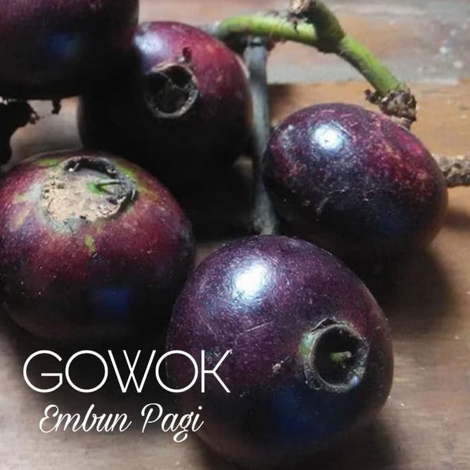 TERLARIS Bibit Buah Gowok atau Kupa Langka