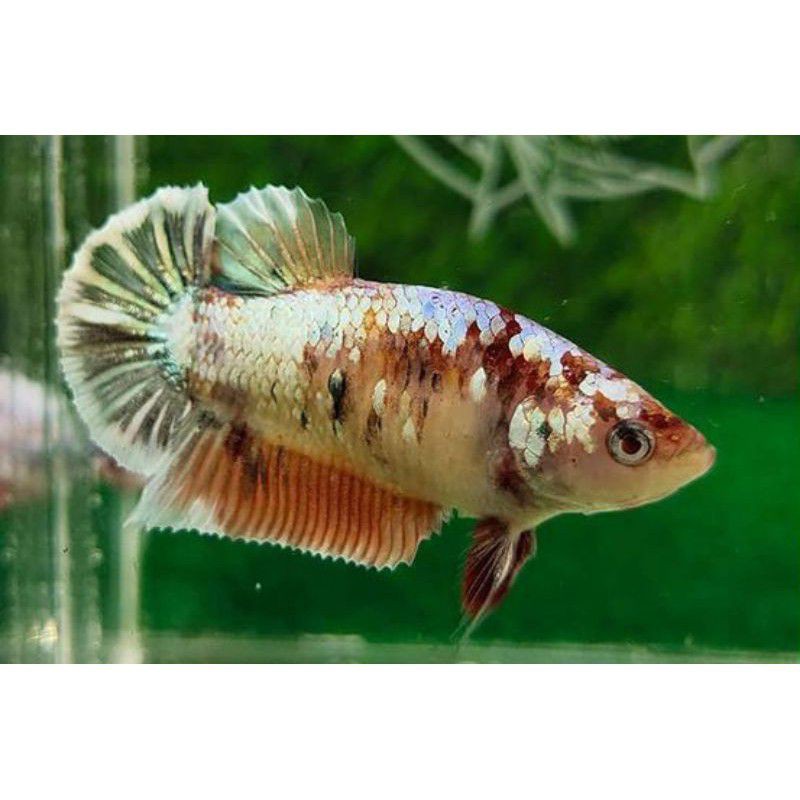 termurahikan cupang Nemo copper gold(bahan proses mutasi)