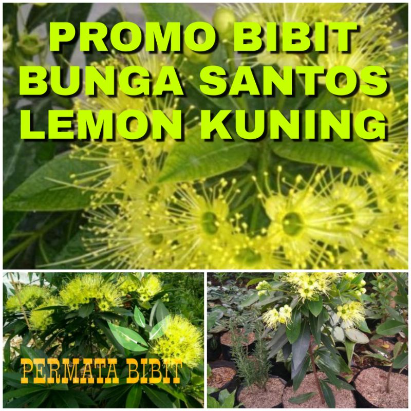 PROMO BIBIT BUNGA SANTOS LEMON KUNING
