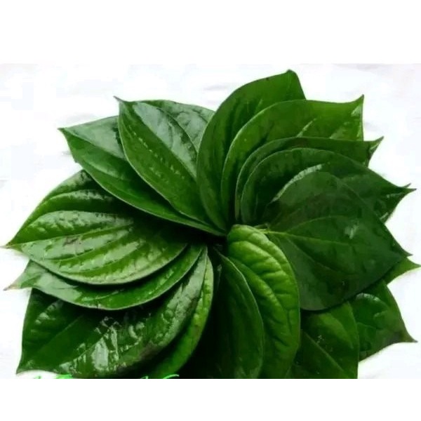 Daun sirih Segar 1kg