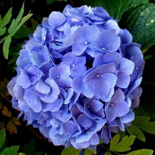 Bibit Pancawarna Hortensia - Sudah Dewasa - Siap Berbunga - Hydrangea - Tanaman Hias