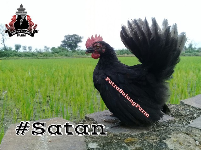 Tabasa Payung Tongkat Std Fiber Loko