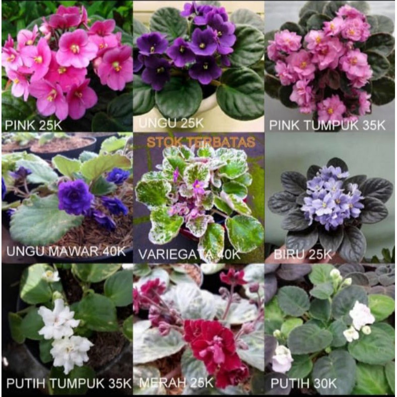 Tanaman Hias Violces - Violces sp