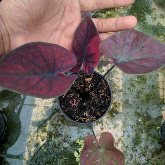 caladium keladi hias h51 black chopper menor remaja real pict