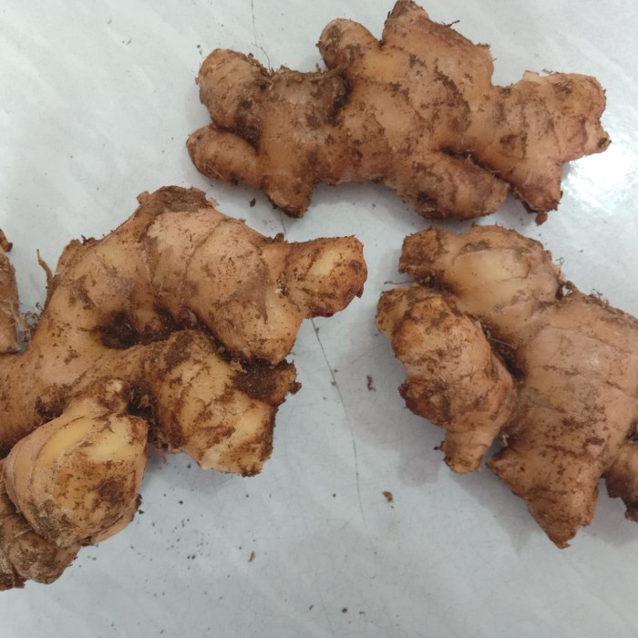

tradisional-minuman- jahe gajah / jahe putih fresh dan segar 500gram -minuman-tradisional.