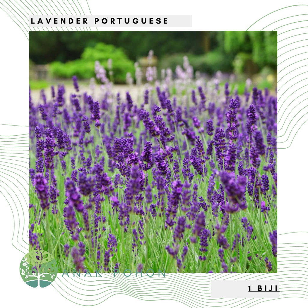 Benih Bibit Biji - Bunga Lavender Portuguese Lavandula latifolia Fragrance Medical Herb Flower Seeds - IMPORT