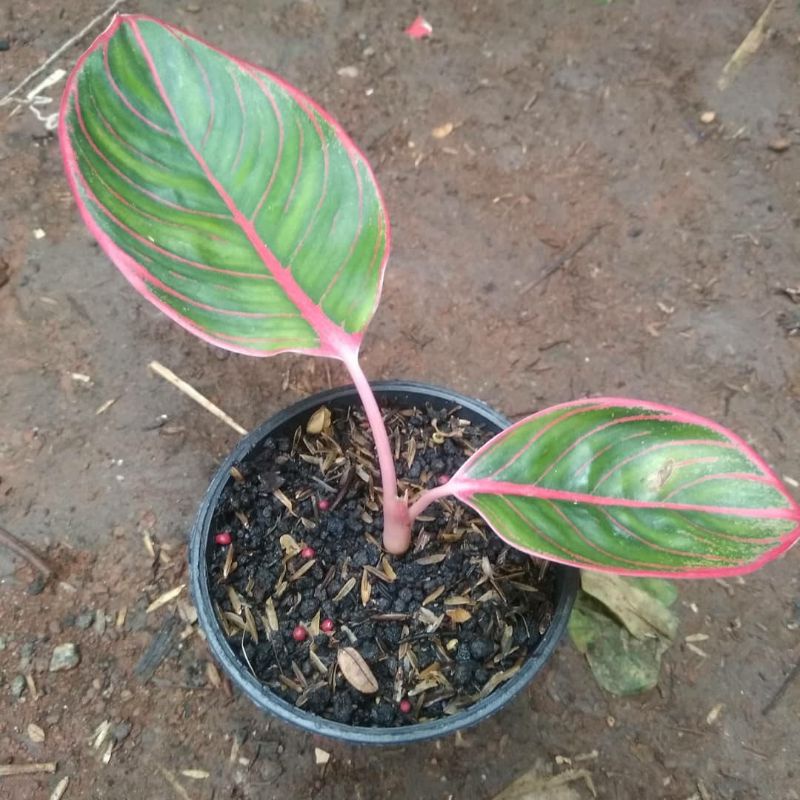 Aglonema khanza Anakan / Baby khanza