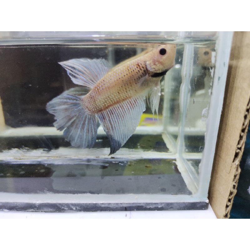 ikan cupang betta giant hmpk