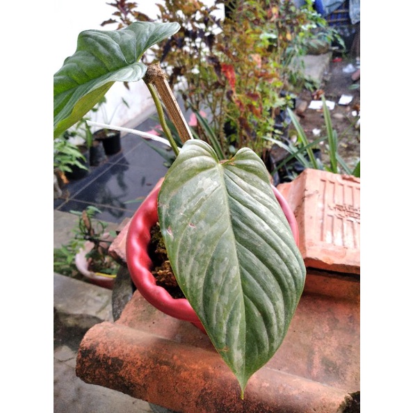 Philodendron Majestic / Philodendron Majestik