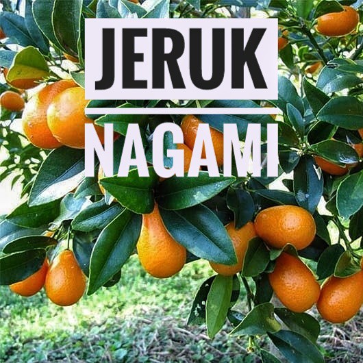 COD Bibit Jeruk Nagami / Bibit Jeruk Nagami