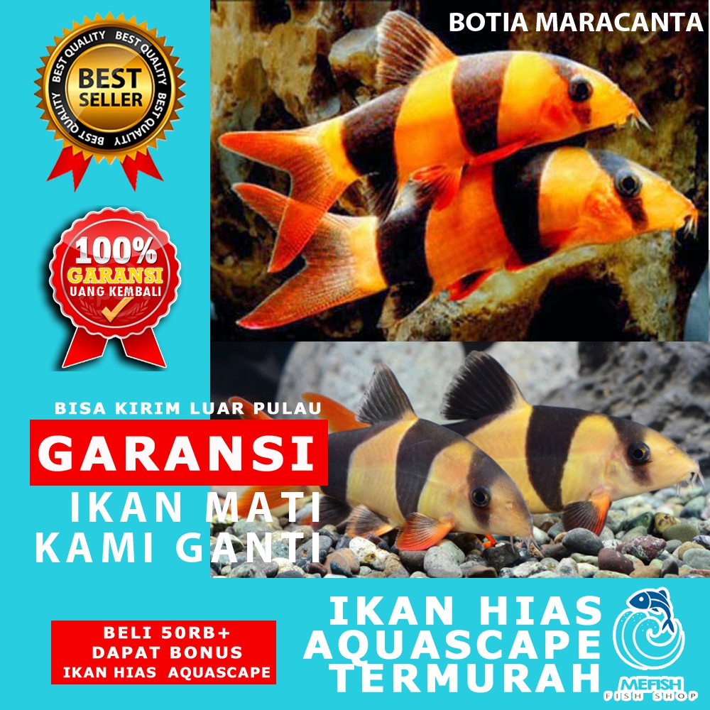 Ikan Aquascape / Ikan Hias Aquascape / Ikan Hias Aquarium - MEFISH_ID ( BOTIA MARACANTA )
