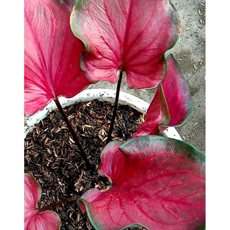 caladium red hot