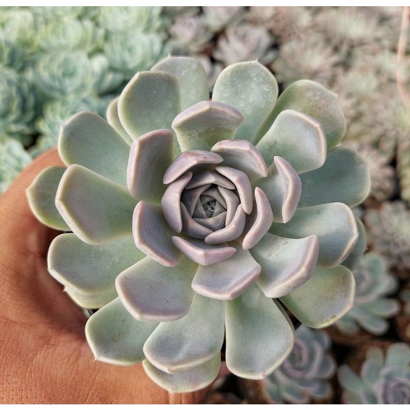 sukulen echeveria orion | echeveria tynie burger