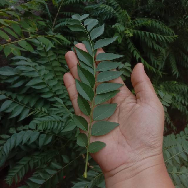 

Daun salam koja/daun kemurui/curry