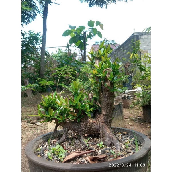 bahan bonsai asoka bunga merah