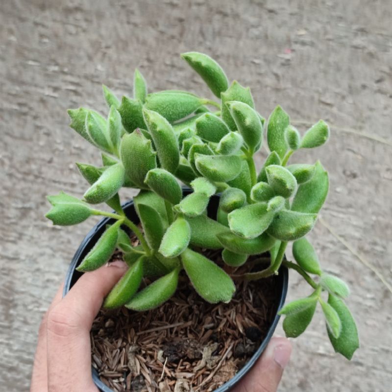 Sukulen bearpaw lucu imut Bear Paw/ Cotyledon tomentosa rimbun