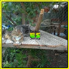 Jaring Tanaman Buah Anggur Sayuran Anti UV/Jaring Tanaman Rambat Merambat Kuat dan Tahan Cuaca / jar