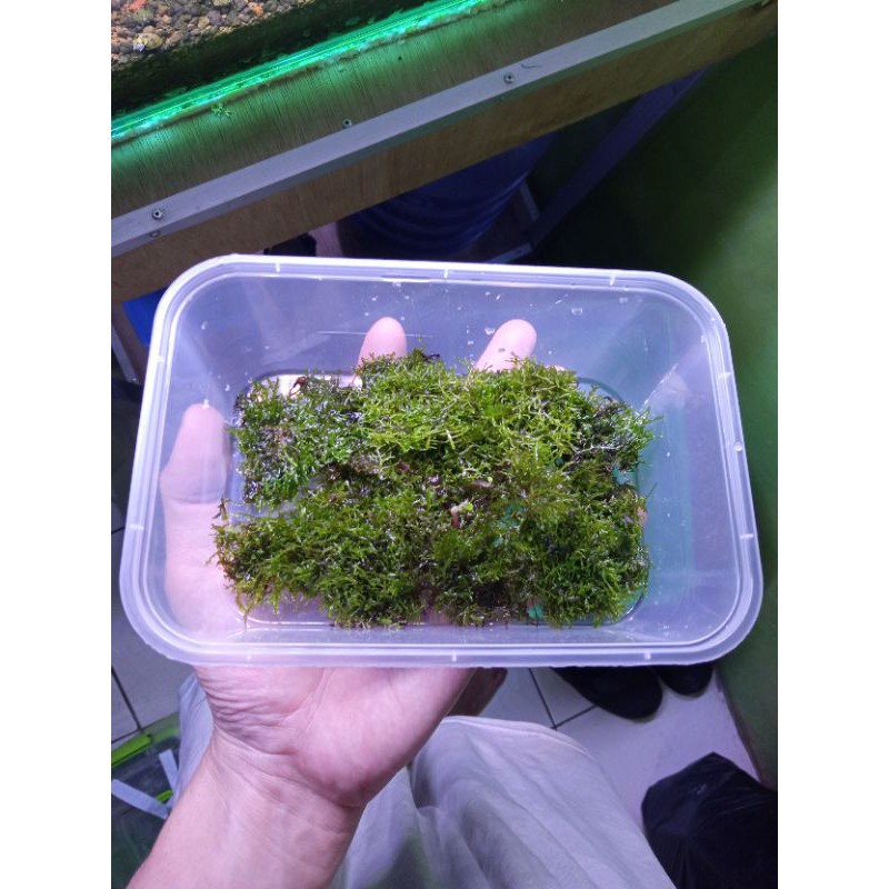 Moss ricardia mini pelia porsi BOX 18x12