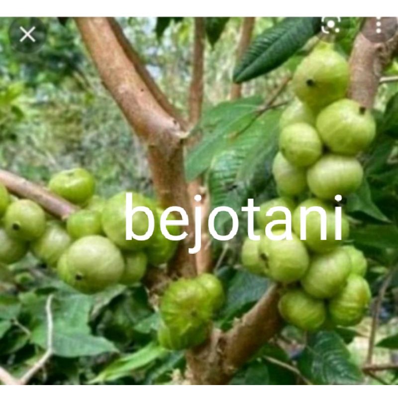 bibit anggur white jaboticaba anggur putih