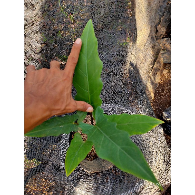 keladi keris / keladi papua/keris papua