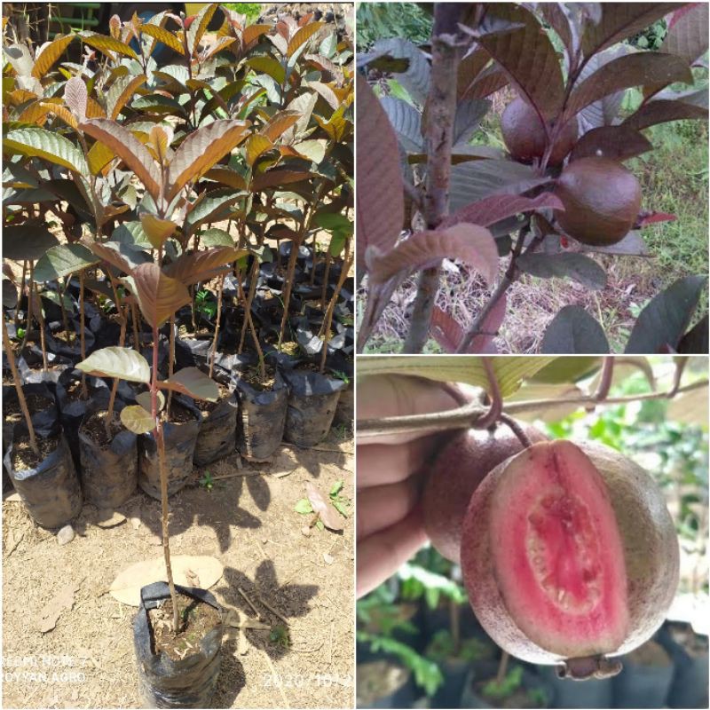 Bibit jambu biji merah / jambu Australia