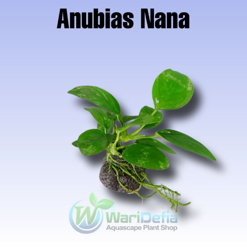 Anubias Nana Tanaman Aquascape Wabikusa