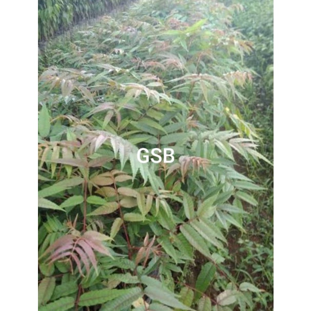 

Daun suren daun surian segar 250 gram