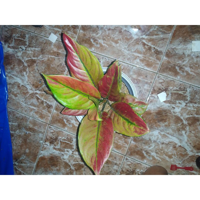 PROMOTANAMAN HIAS AGLONEMA AYUNDINI