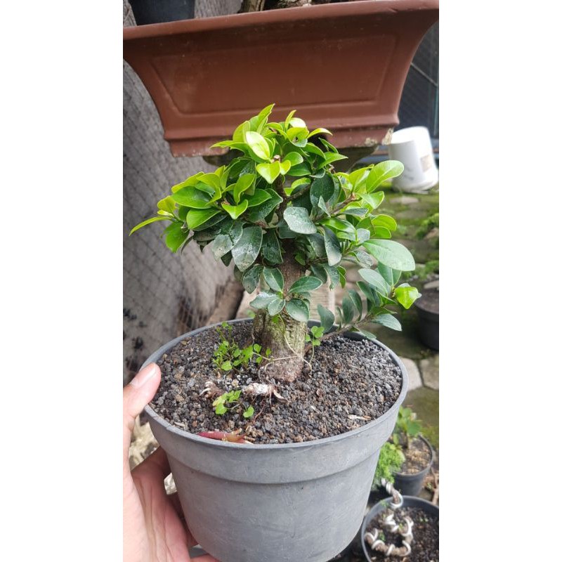 Tanaman hias bonsai mame ficus compacta