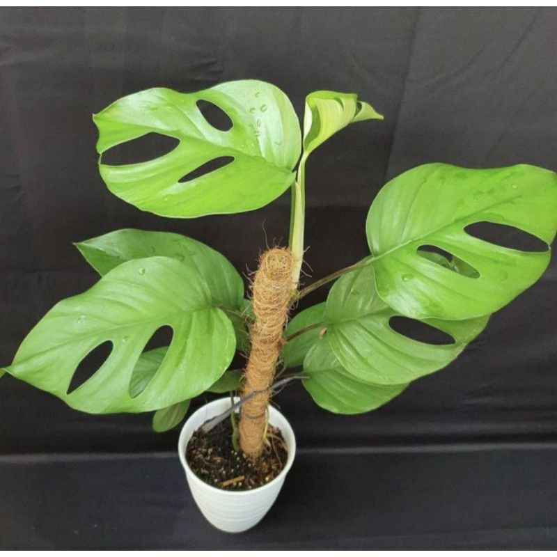 Tanaman hias monstera rhaphidopora pertusa-monstera mini-rhapidopora pertusa-monstera