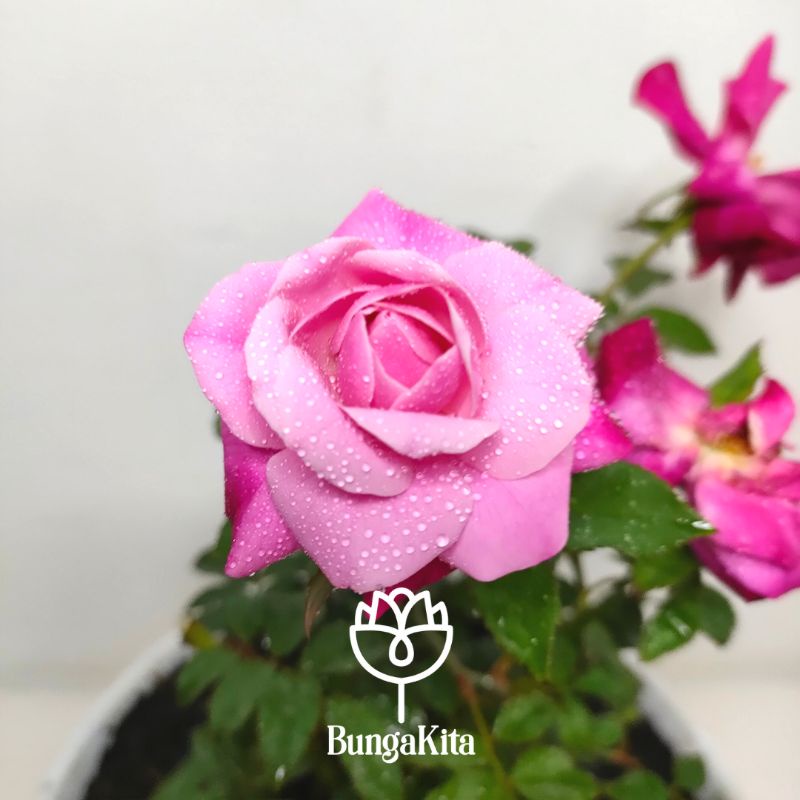Mawar Kampung Pink Bicolor | Archduke Charles