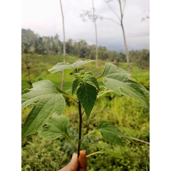 

Daun insulin atau Kipahit (herbal) 500gr