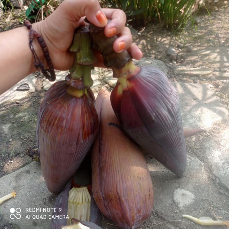 

jantung pisang