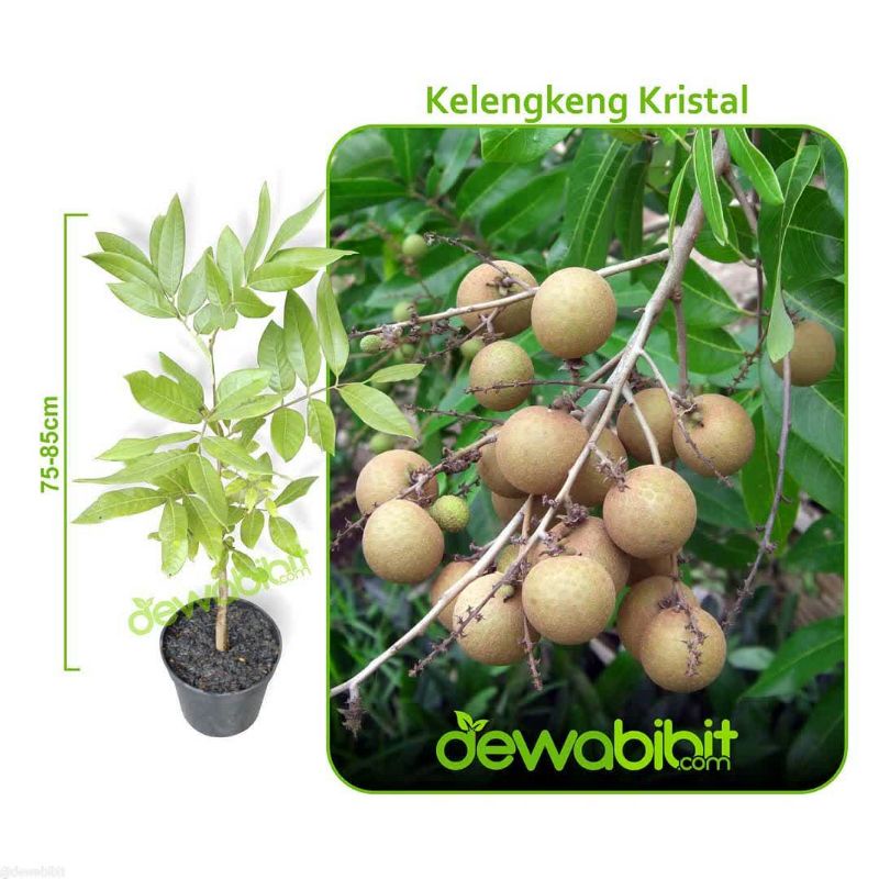 bibit kelengkeng new kristal unggul