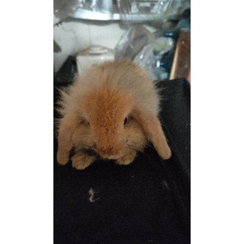 baby kelinci fuzzy lop