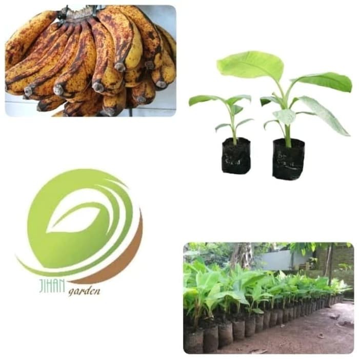 BIBIT POHON TANAMAN BUAH PISANG BARANGAN